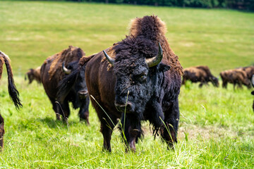 Fototapeta premium Bisons, Wisente auf der Weide.