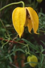 Opened yellow seed pod of Clematis climbing plant, hybrid cultivar Kaska, 