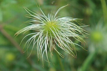Hairy seed head of climbing plant Clematis, hybrid Kaska, growing during late spring season.