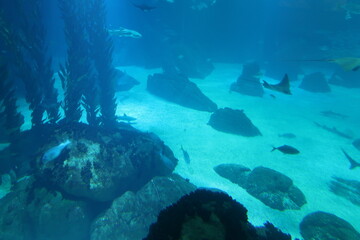 Fototapeta na wymiar Underwater Aquarium