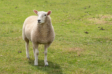 Obraz na płótnie Canvas A cute young white woolly sheep standing in a field of short green grass with space to the right side in the frame.