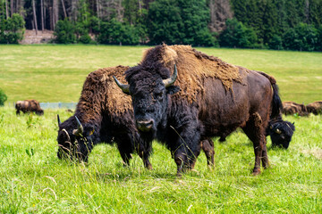 Bisons, Wisente auf der Weide.