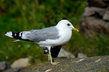 seagull posing on big seashore boulder