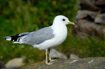seagull posing on big seashore boulder