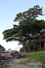 Fototapeta na wymiar Balançoire sur un arbre à Koh Lanta, Thaïlande