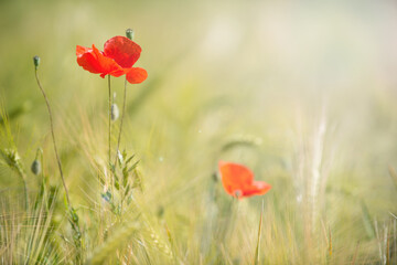 Red poppy flowers and oat plants in summer field, blurred nature background