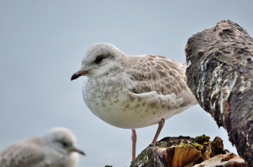 beautiful seagull posing next to summer pond