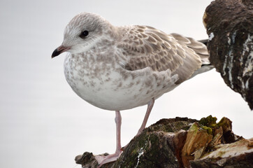 beautiful seagull posing next to summer pond