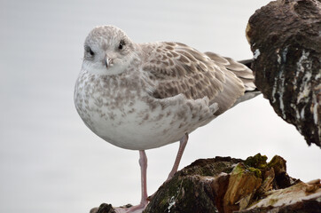 beautiful seagull posing next to summer pond