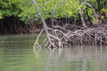 Mangrove à Kho Lanta, Thaïlande