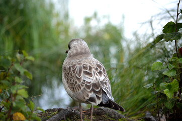seagull wandering on pond shore