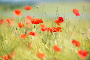 Red poppy flowers and oat plants and in summer field, blurred nature background