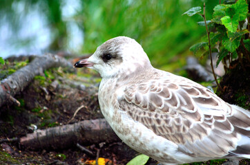 beautiful seagull posing next to summer pond