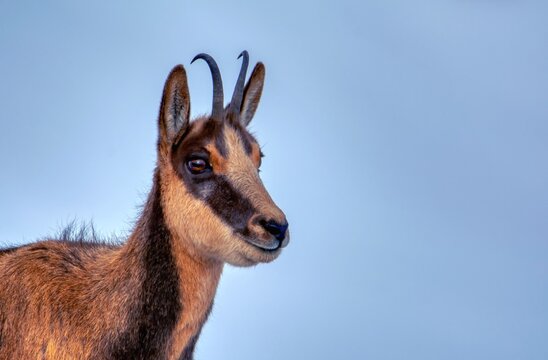 Chamois in the snow on the peaks of the National Park Picos de Europa in Spain.