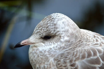 beautiful seagull closeup profile