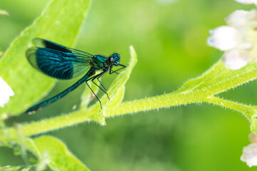 blue dragonfly on a green leaf