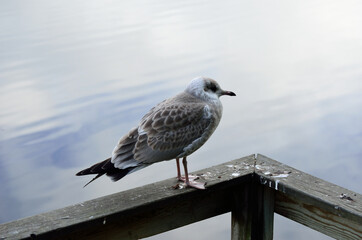 beautiful seagull posing next to summer pond