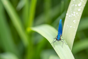 blue dragonfly on a green leaf