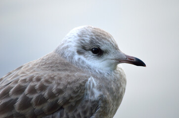 beautiful seagull closeup profile