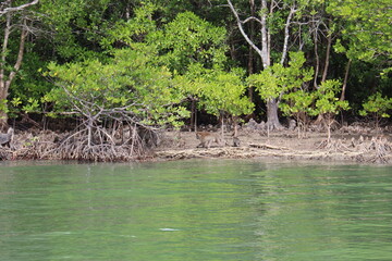 Singes de mangrove à Kho Lanta, Thaïlande	
