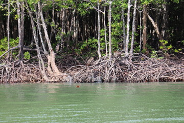 Singes de mangrove à Kho Lanta, Thaïlande	