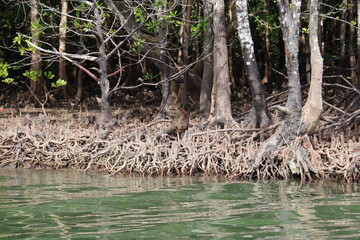Singes de mangrove à Kho Lanta, Thaïlande	