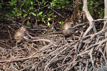 Singes de mangrove à Kho Lanta, Thaïlande	