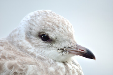 Obraz premium beautiful seagull closeup profile