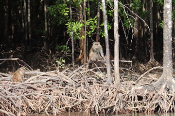 Singes de mangrove à Kho Lanta, Thaïlande