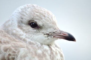 beautiful seagull closeup profile