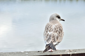 beautiful seagull posing next to summer pond