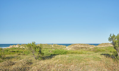 Fototapeta premium Flora dune landscape with the sea in the background on a summer day