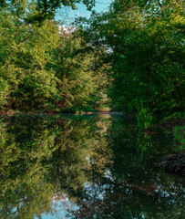 Reflection of trees in forest lake