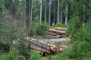 Stacked timber lying in Swedish forests.