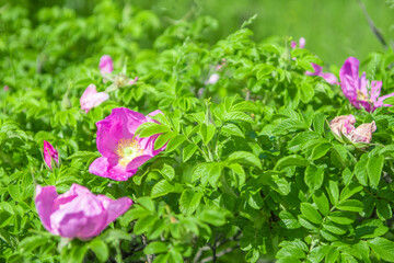 Blooming branches of wild rose on a blurred background. Beautiful pink wild rose flower with blurred green leaves and sun light on background.