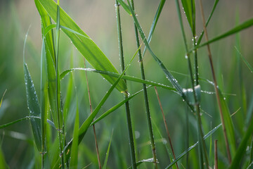 close up green lake reed after rain