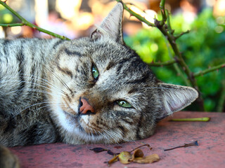 Portrait of slumbering fat cat. Stray tabby cat sleeping on street. Selective focus