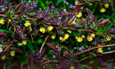 Flowering twig of Berberis thunbergii Coronita with water drops after rain