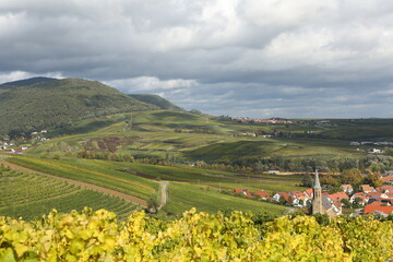 Vineyard rhine valley palatine nice weather bule sky beautiful colors