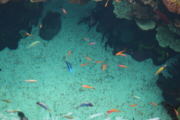 Fish Swimming Underwater