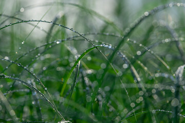 fresh lake grass after the rain