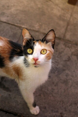 Soft kitty and cute eyes