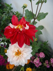 closeup of red and white dahlia flower