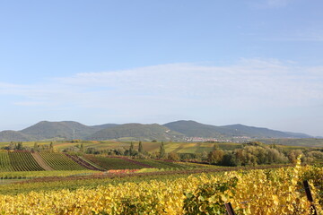 Vineyard rhine valley palatine nice weather bule sky beautiful colors