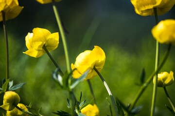 Yellow beautiful spring flowers on defocused green natural background.