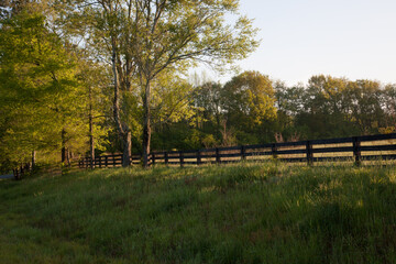 Landscape with trees and fence