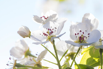 Fototapeta premium pear tree flowers