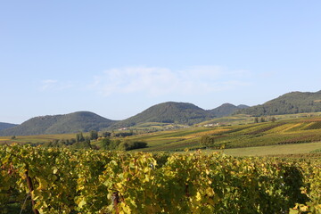 Vineyard rhine valley palatine nice weather bule sky beautiful colors