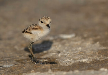 Kentish Plover chick at Asker marsh, Bahrain