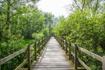 Obraz premium Acarlar Flood plain Forest (Turkish: Acarlar Golu Longozu) is a floodplain forest located in Sakarya Province, Turkey.